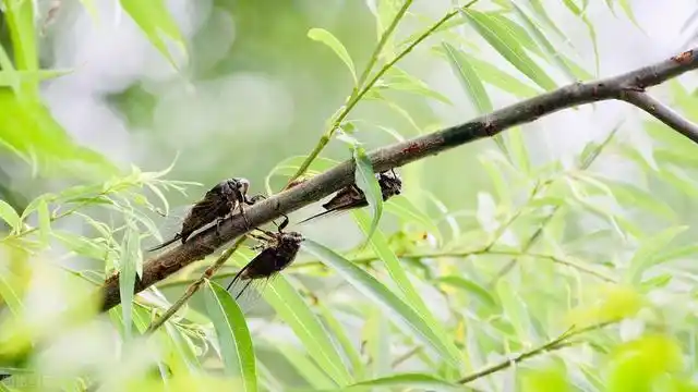 知了声声中,长满痱子的童年夏天,乘凉数星星听妈妈讲故事