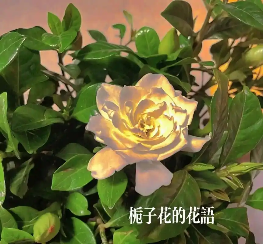 栀子花的花语#栀子花开 - 抖音
