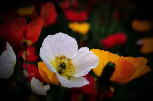 鲜艳夺目的野罂粟花