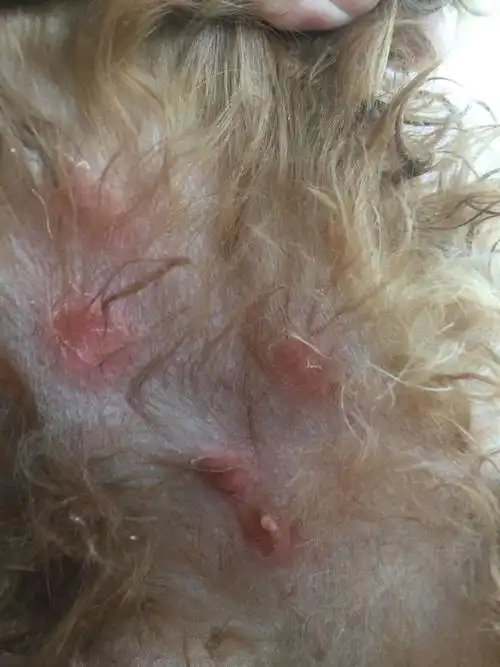 求鉴定泰迪犬的皮肤怎么了,这是皮肤病吗,还是被什么虫子咬的