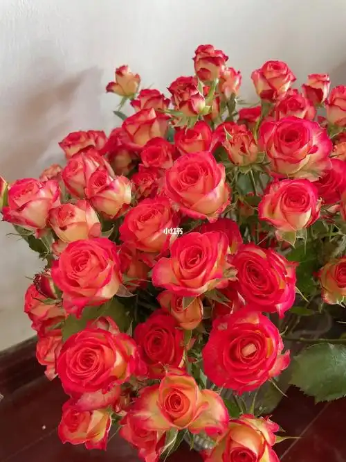 爱丽丝多头泡泡玫瑰