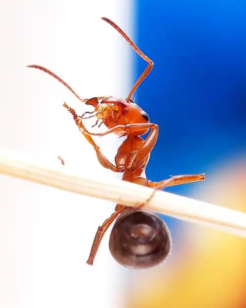 再拍一组红蚂蚁