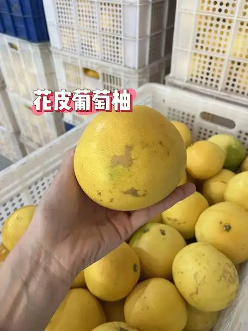 一样的口感更低的价格花皮葡萄柚
