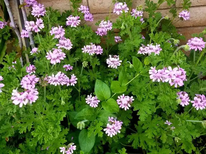 香叶天竺葵 朋友种在院里,说是叶子可以泡茶喝.