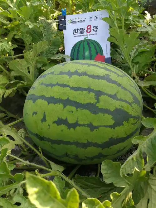 晚西瓜什么时候种好_种植_品种_时间