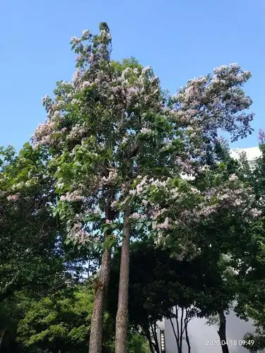 楸木的春天或是春天不肯离去的脚步声