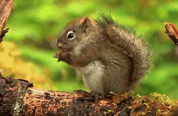 幸运的话,还可以看到松鼠,雀鸟等小动物哦,最适合小朋友啦!