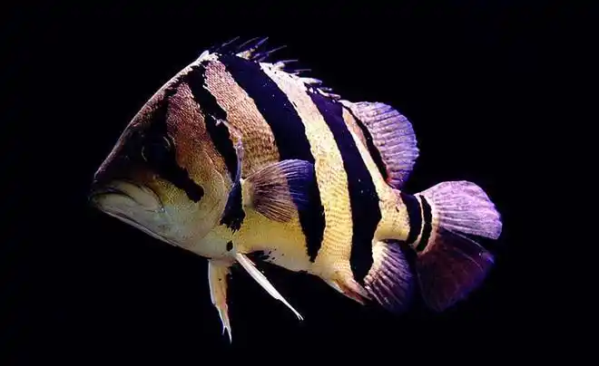 稀有昂贵的观赏鱼泰国虎鱼