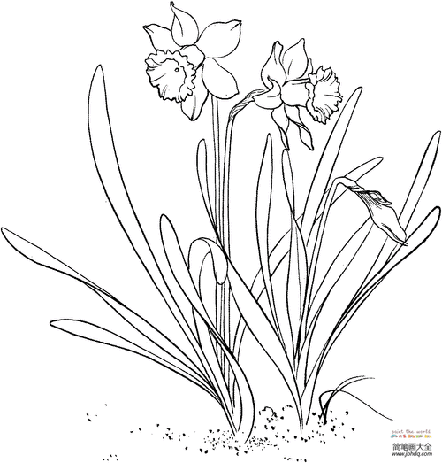 怎么画水仙花_花朵简笔画-简笔画大全