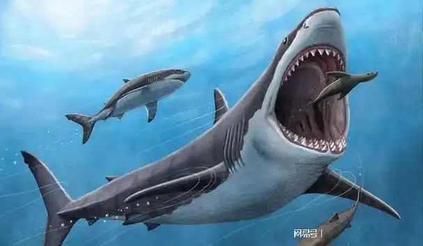 巨齿鲨是温血动物而这可能也可能是它们衰亡的原因