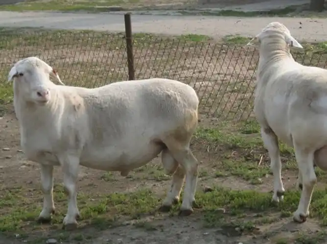 原创母羊流产是什么原因造成的母羊流产的原因及症状方案都在这里