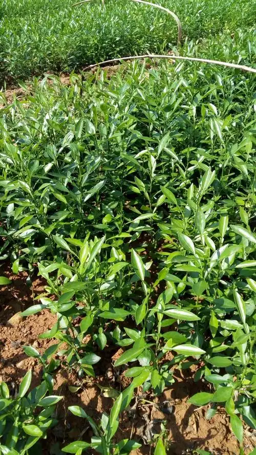 枳壳药材嫁接苗