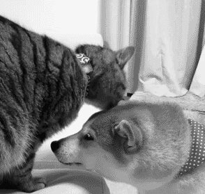 294_279gif 动态图 动图