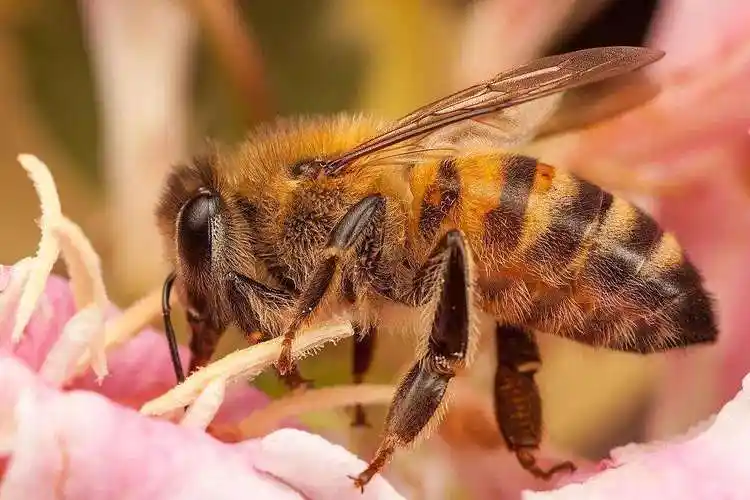 只因蜂王用了一计,作用可不小_工蜂_蜜蜂_蜂蜜