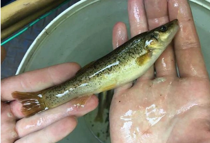 在山区溪流中有这样一种鱼,味道鲜美,小时候很常见,你还认识么