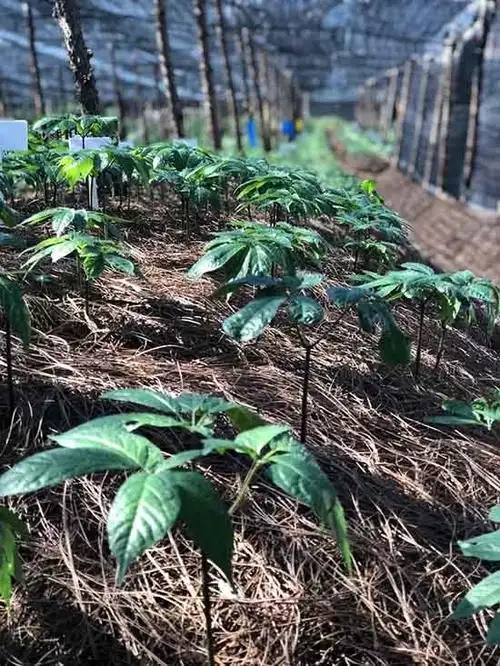 网 张玫/摄"除了科研人员,我们也会雇佣当地的农民进行三七种植生产