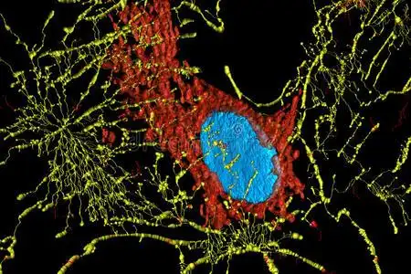 有丝分裂跟踪器纤维母细胞照片