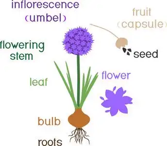 生叶,鳞茎,根和标题的开花洋葱植株形态研究照片