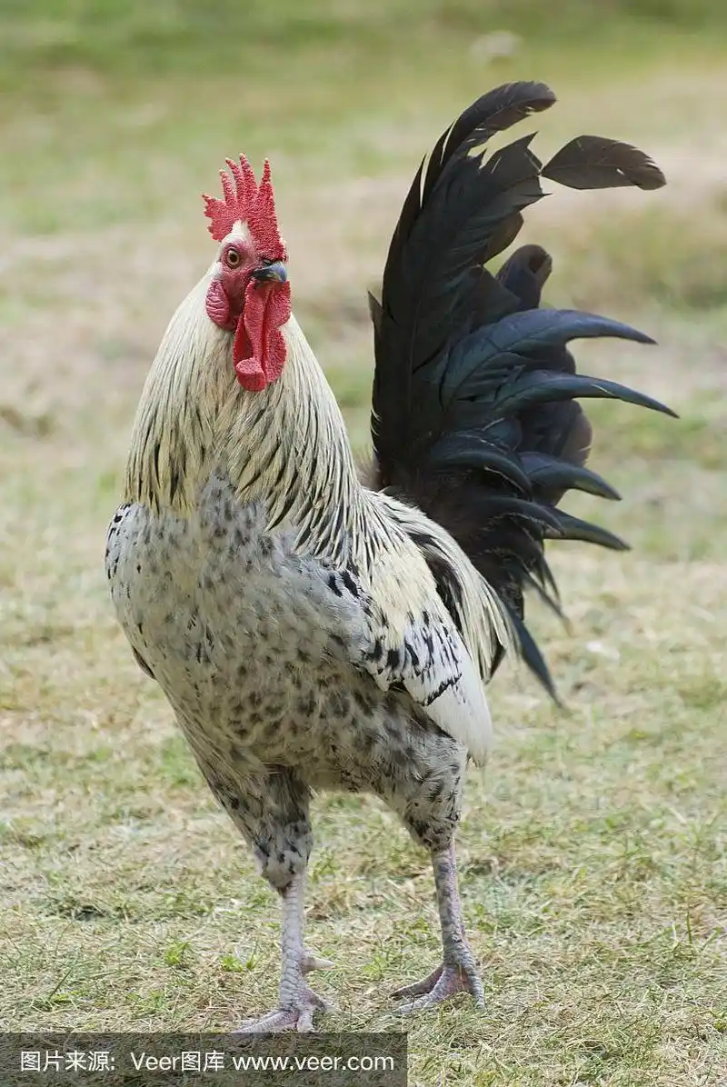 有黑色尾巴的杂色公鸡特写.