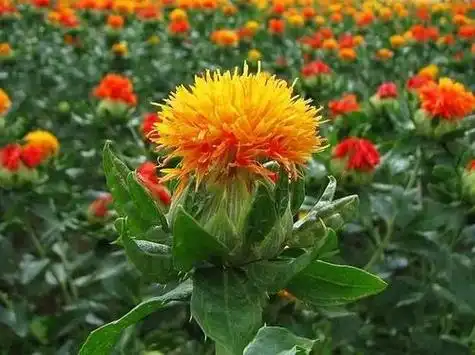 红花是什么(红花的主要用途及植物学特点)
