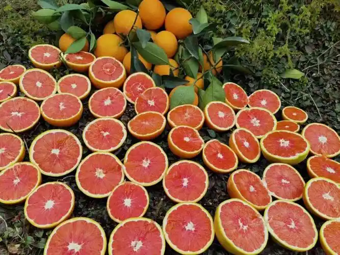 血橙