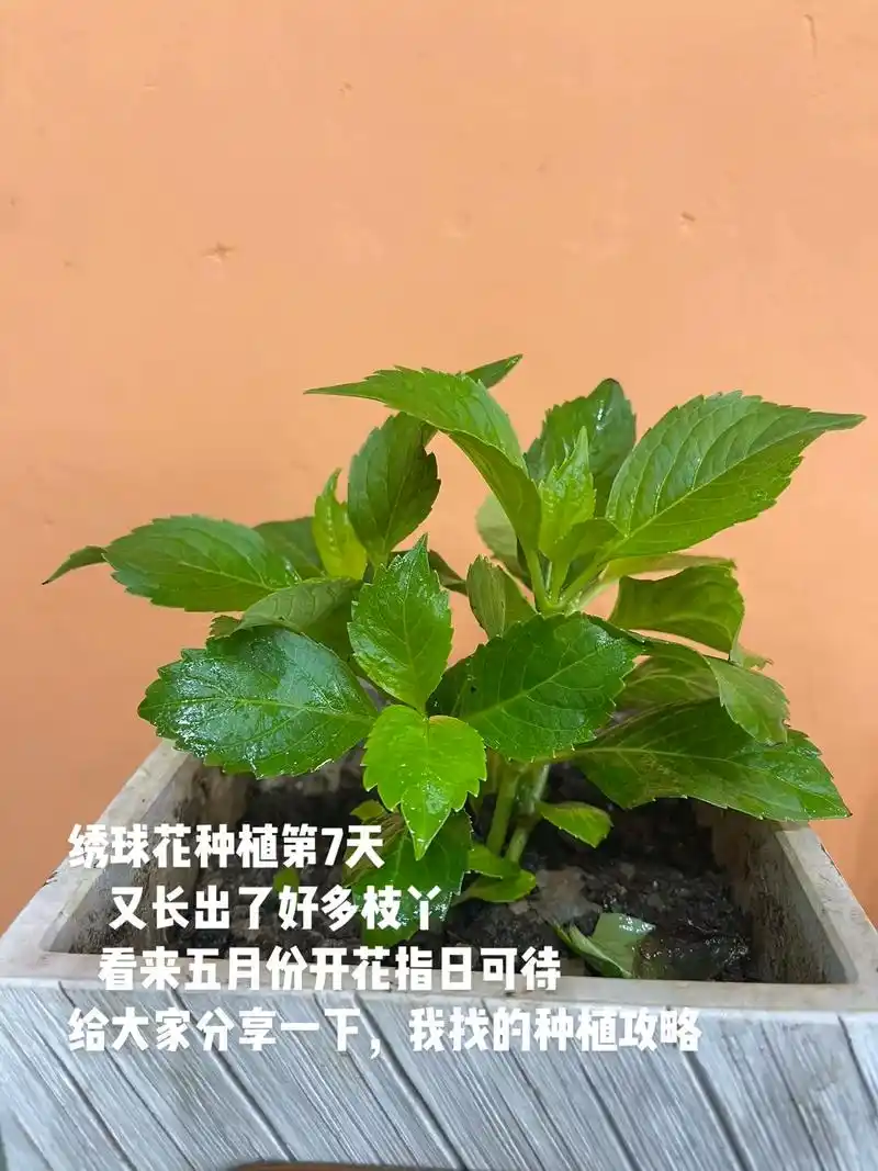 分享一下,绣球花种植心得和攻略.绣球花种植一定要遮阴,同时土 - 抖音