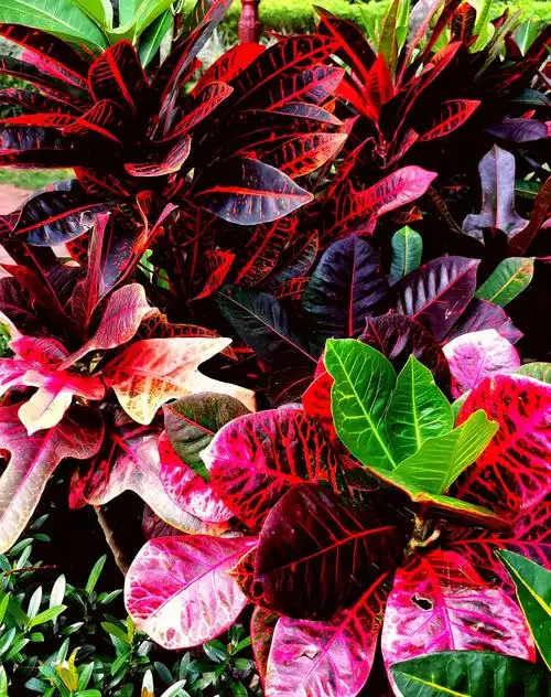 变色木 (1) 赤橙黄绿紫,无不在其中. 非花只是叶,娇艳无限情.