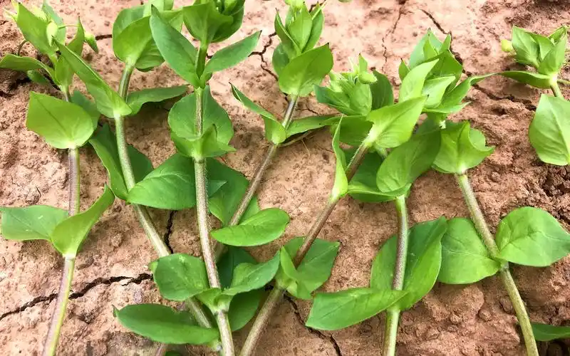 田间的鹅肠草煮水,没想到它的价值这么高?今天终于找到了