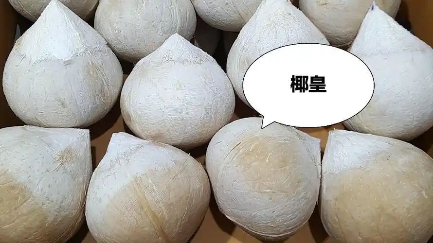 椰青和椰皇的区别(怎么区分椰子椰青和椰皇)