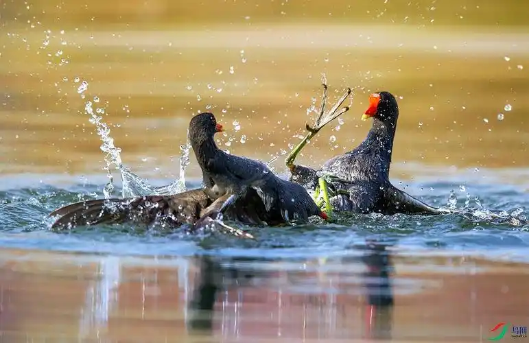 水鸡大战