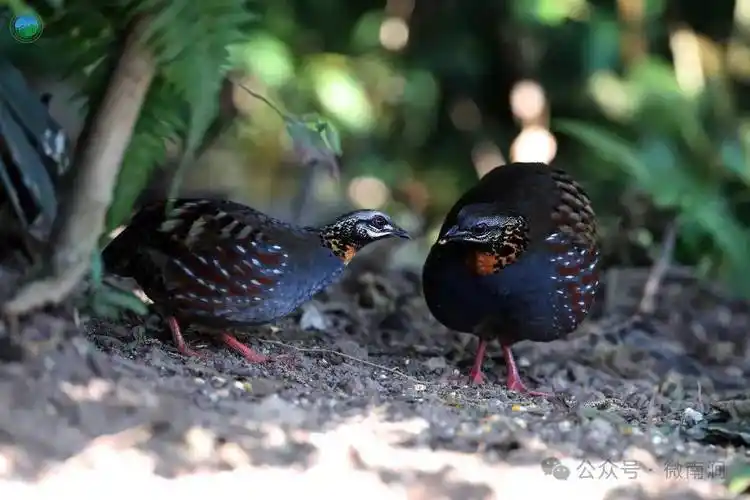 快来看无量山野鸡都有哪些种类