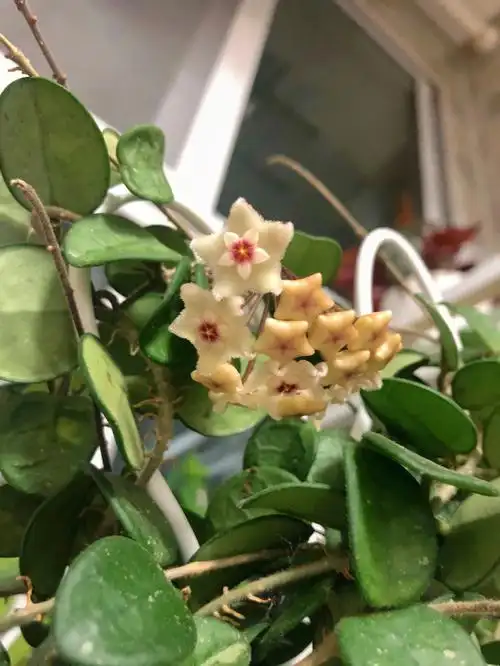 虽然花量少的可怜 最起码愿意开 #我的养花日常  #球兰