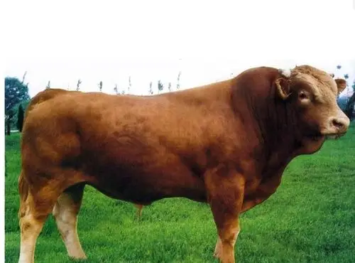 中国五大名牛之一,又名山东膘肉牛,主要产于山东地区.