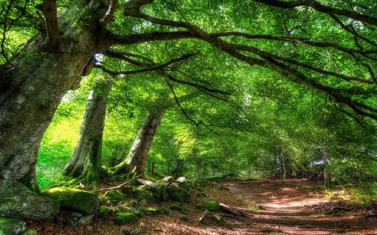 清新护眼的森林美景图片桌面壁纸-风景壁纸-壁纸下载-美桌网