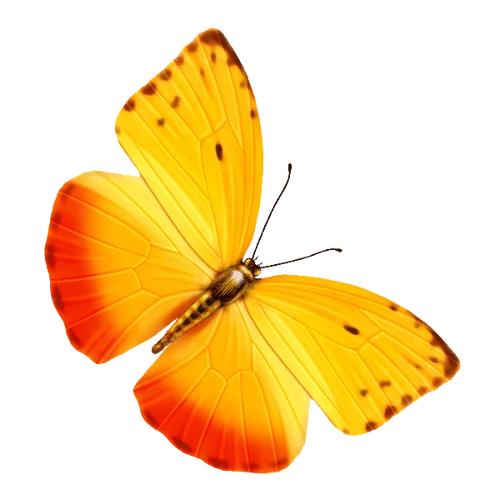 蝴蝶免抠png透明图片素材