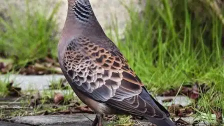 今天在江西九江市树林里录到了山斑鸠鸟叫声,虎纹斑鸠鸟叫声,声音叫的