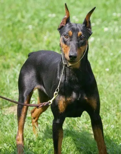 德国宾莎犬图片动物狗图片工作犬图片大全