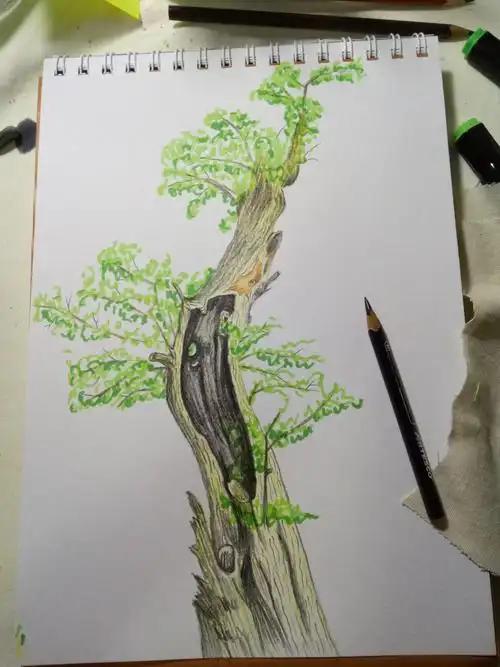 彩铅手绘树25