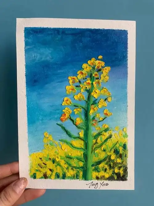 油菜花写生