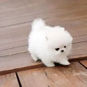 自家繁育的精品小体博美茶杯犬长不大 宠物狗狗找好主人 .