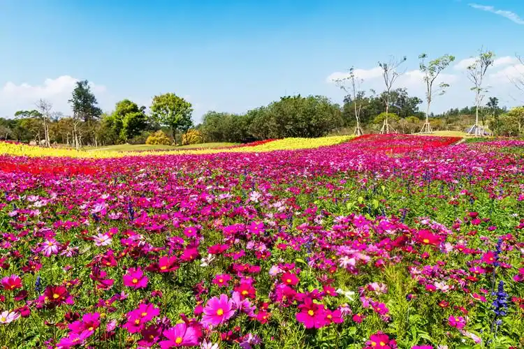 批发草花波斯菊花种格桑花四季开花野花组合花海景观量大优惠