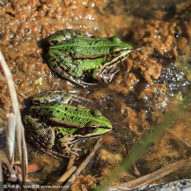 两只普通的水蛙在水边