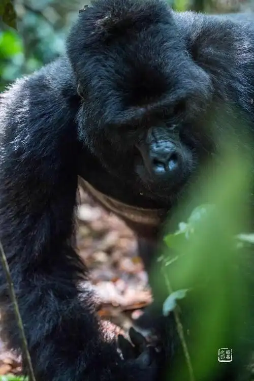 山地大猩猩金刚