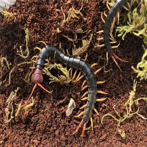 【店铺推荐】【鲜活发货】药引蜈蚣虫红头蜈蚣风湿泡酒蜈蚣活体整条