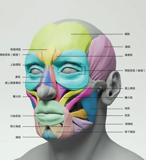 比较中性表情的面部与有表情的面部之间的运动状态,你能更清楚地看到