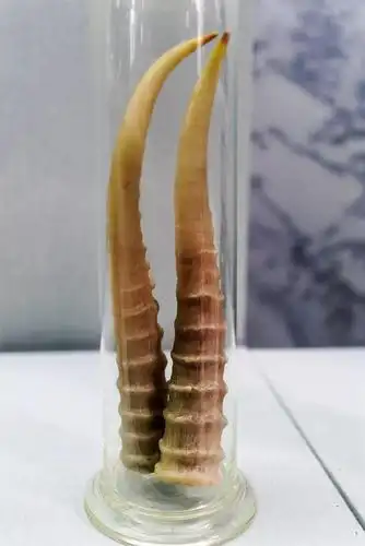 赛加羚羊角:广誉远选用赛加羚羊角入药,是国家林业局许可的第一批使用