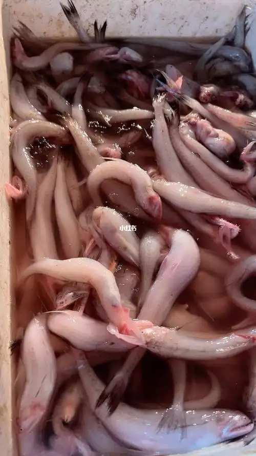 你们那儿这种软骨的鱼叫什么名字