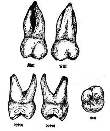 上颌第一前磨牙的颌面简笔画