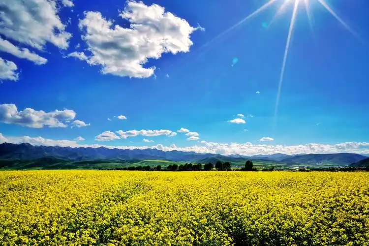 门源百里油菜花海是青海省的独特景致,这里的油菜花盛开的非常美,大片
