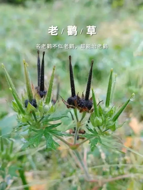老鹳草酷似老鹳祛风湿